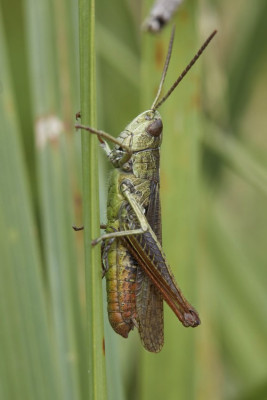 (Bild oben) Brauner Grashüpfer (Chorthippus brunneus)?