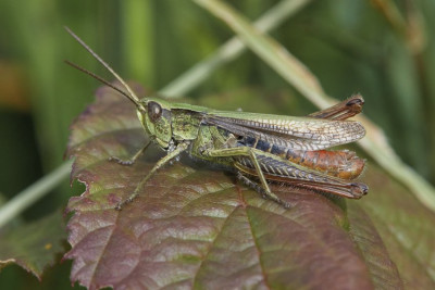 (Bild oben) Brauner Grashüpfer (Chorthippus brunneus)?