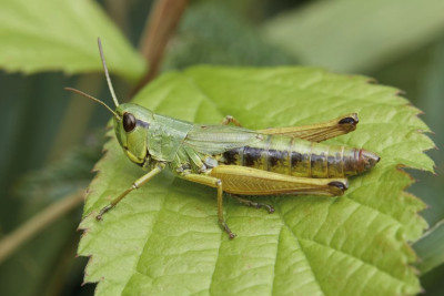 (Bild oben) Nymphe Sumpfgrashüpfer (Pseudochorthippus montanus)?