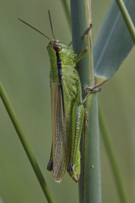 (Bild oben) Lauchschrecke (Mecostethus parapleurus)?