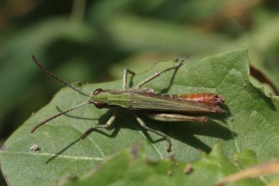 Chorthippus dorsatus1.JPG