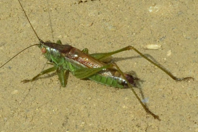 2023-08-14-Larve Kurzflügelige Schwertschrecke (...) Conocephalus dorsalis xxx-Neu-Lankau-Kanal-Radweg-ZSC6079.JPG