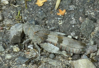 2023-08-16-Blauflügelige Sandschrecke (Acrididae) Sphingonotus caerulans-Neu-Lankau-NSG Hammoor-ZSC6536.jpg