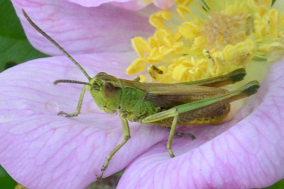 2023-08-06-cf. Larve Große Goldschrecke (Gomphocerinae) Chrysochraon dispar-an Wildrose-Neu-Lankau-Schleusbarg-ZSC4368.JPG