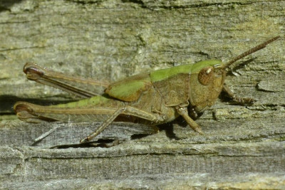 2023-08-10-Larve Wiesengrashüpfer (Gomphoceridae)  Chorthippus dorsatus-Behlendorf-ZSC5454.jpg