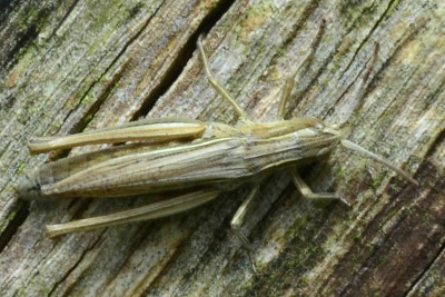 2023-08-10-Wiesengrashüpfer (Gomphoceridae)  Chorthippus dorsatus-Behlendorf-ZSC5464.jpg