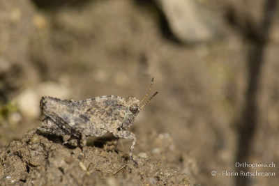 Nymphe der Langfühler-Dornschrecke (Tetrix tenuicornis)