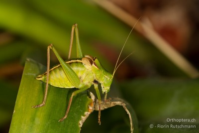 Poecilimon obesus ♂