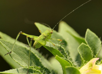 20240825_Phaneroptera2.jpg