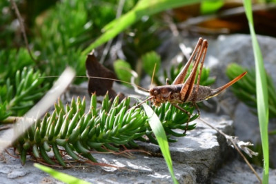 Rhacocleis-neglecta-Campotenese Kalabrien.jpeg