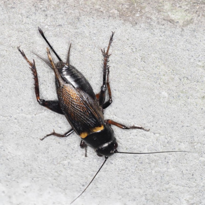 Mittelmeer-Feldgrille _Gryllus bimaculatus_ (2048er-quer).jpg