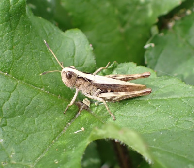 P8190172 Häusern D.JPG