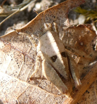 Tetrix frgl bipunctata Fließ.jpg