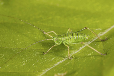 Bild von Barbitistes constrictus N2