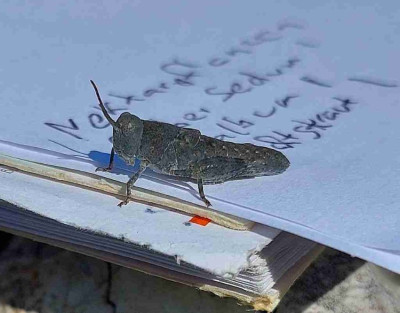Oedipodinae_Nymphe_Gerhausen.jpg