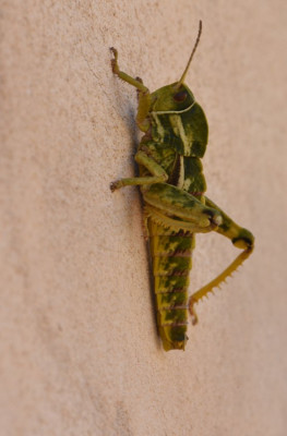 Pamphagus marmoratus 2025-04-24  DSC_9560.JPG