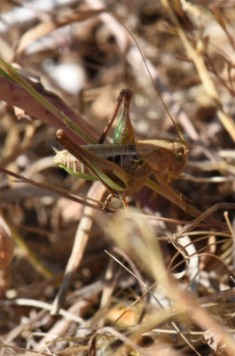 DSC_9772.JPG