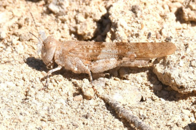 DSC_4248 Sandschrecke.JPG