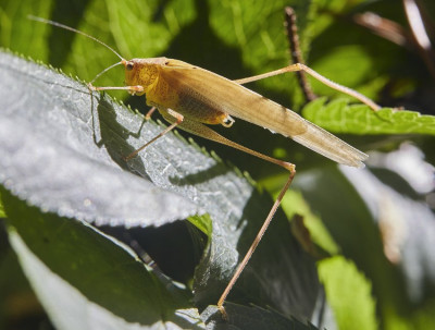 Vierpunktige Sichelschrecke (Phaneroptera nana).jpg