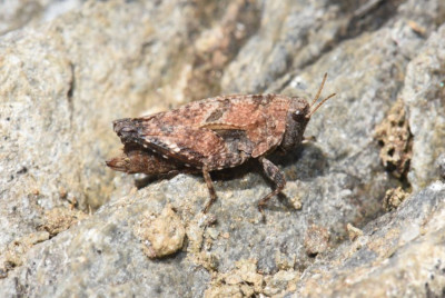 DSC_0337.JPG