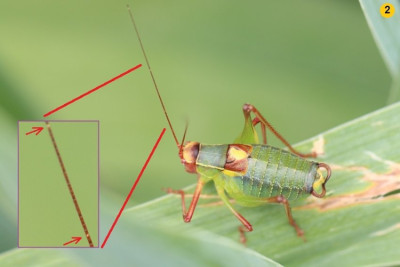 Orthoptera-Säbelschrecke-240614-6.JPG