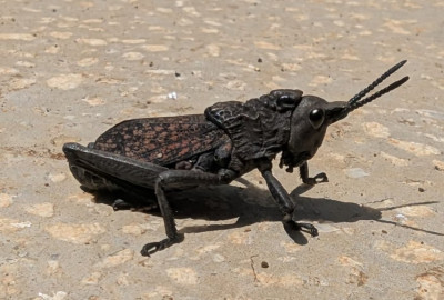 Afrik. Heuschrecke.jpg