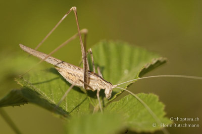 Lilienblatt-Sichelschrecke (Tylopsis lilifolia)