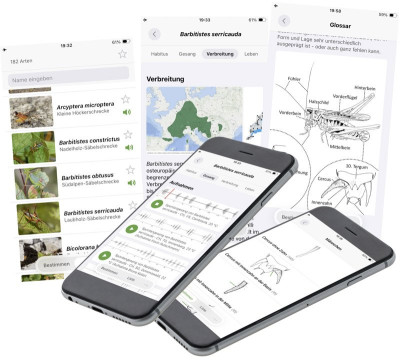 Orthoptera-App 3.0