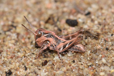 Oedaleus decorus 2026-06-02 DSC_1358.JPG