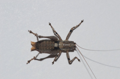 Antaxius pedestris dorsal.jpeg