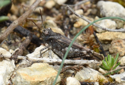 DSC_1041.JPG