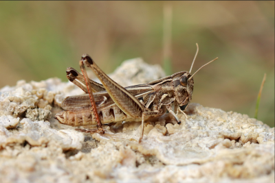 Stenobothrus rubicundulus?