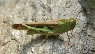 09.09.2026, Medeglia TI