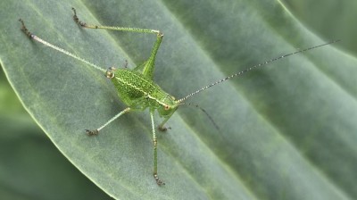 Barbitistes serricauda cf 2026-06-16 14575.jpg