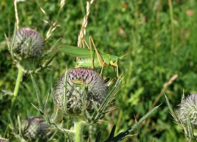 Männchen von Östlichem Heupferd und Gestreifter Zartschrecke auf Wollköpfiger Kratzdistel Cirsium eriophorum