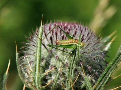 Männliche Gestreifte Zartschrecke Leptophyes albovittata