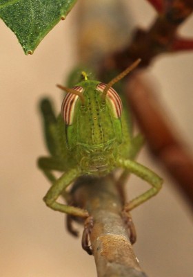 Ägyptische Heuschrecke. Wir konnten zwei Larven finden.