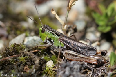 Stenobothrus rubicundulus ♀