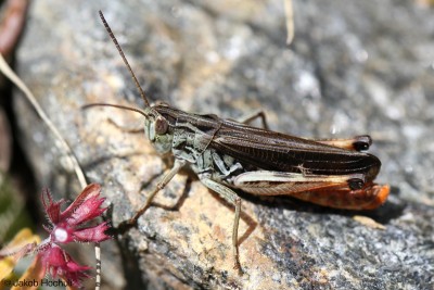 Stenobothrus rubicundulus ♂