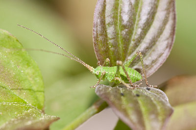 Leptophyes punctatissima im Steimürlichopf bei Siblingen