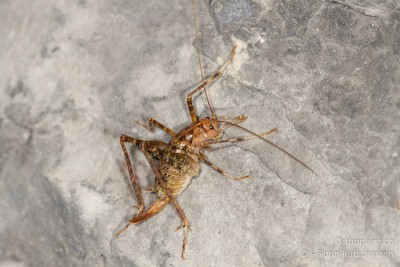 Habitusfoto von Troglophilus neglectus (♀) aus der Schweiz.