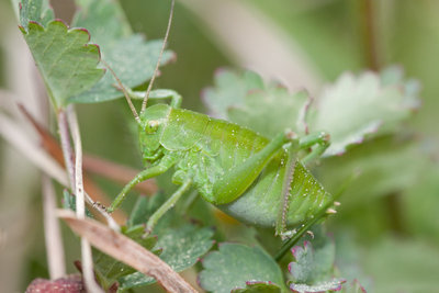 Polysarcus denticauda auf der Mösli-Wiese (Hemmental)