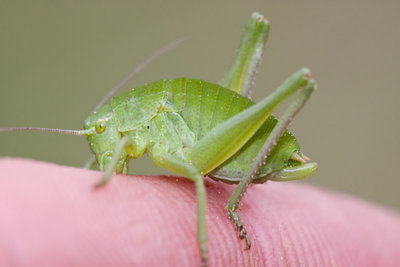 Polysarcus denticauda auf der Mösli-Wiese (Hemmental) - bissig sind sie allemal schon!