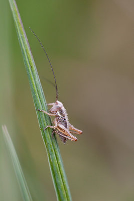 Platycleis albopunctata im Mösli (Hemmental) - mit den kurzen Hupfbeinen!