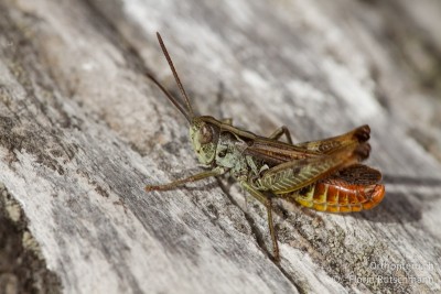 Der Rotleibiger Grashüpfer (Omocestus haemorrhoidalis) war stellenweise sehr häufig. Hier beim Singen.