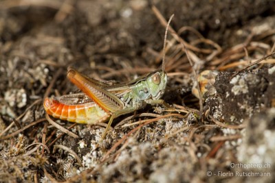 Das Highlight des Tages war sicherlich der Schwarzfleckiger Grashüpfer (Stenobothrus nigromaculatus). Auch dieses Männchen schwingt die Schenkel.....