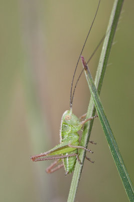 Metrioptera bicolor im Mösli