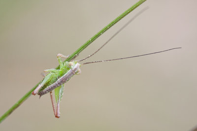 Metrioptera bicolor im Mösli - Die dunkle Rückenzeichnung ist bereits vorhanden.