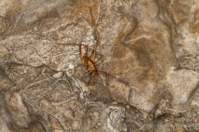 Eines der wenigen Weiben von Dolichopoda geniculata, denen wir begegnen.