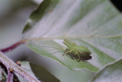 Foto von fkohl.de